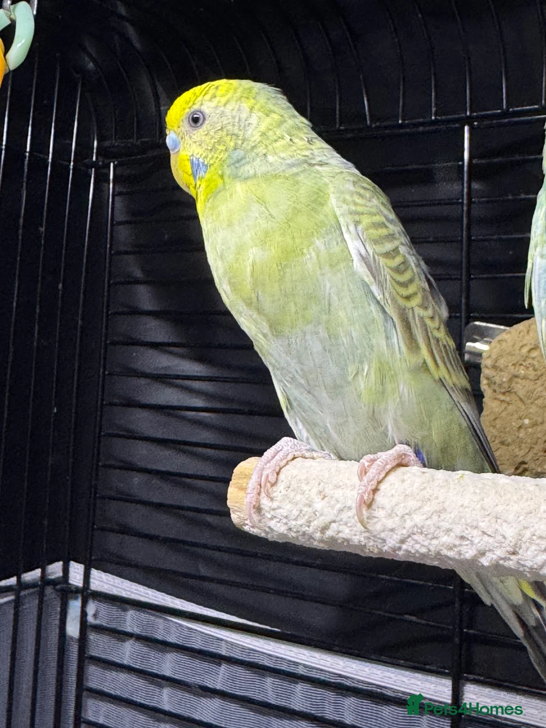 Budgerigars birds for sale: Bird  - Advert 2