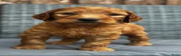 Goldendoodle dogs for sale: 🐾7 beautiful goldendoodles ready now🐾 - Advert 23