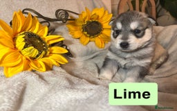 Utonagan dogs for sale: 8 Huskey malamutes  - Image 17