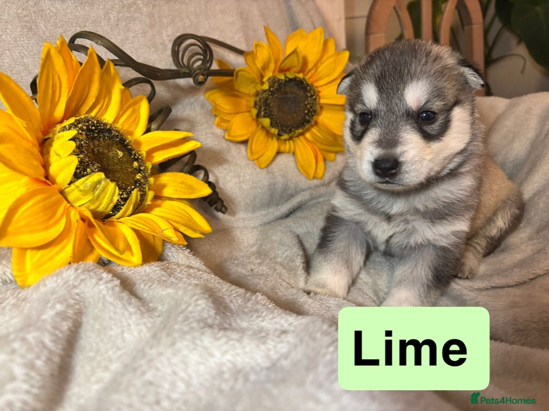Utonagan dogs for sale: 8 Huskey malamutes  - Image 17