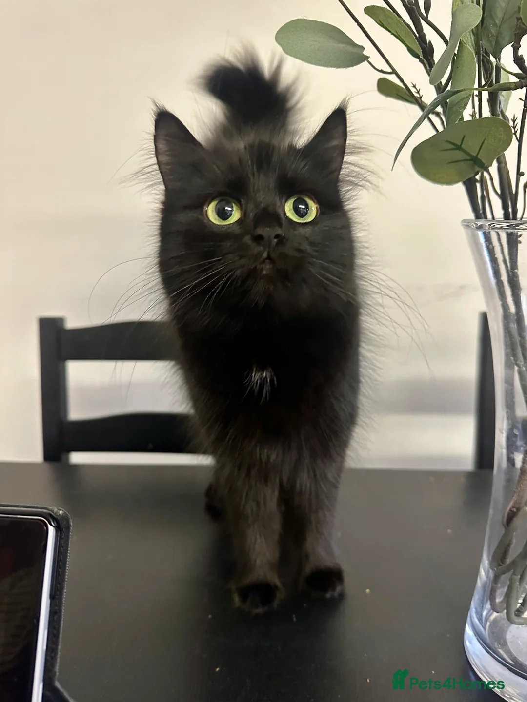 Mixed Breed cats for sale: 1 year old Black Long Haired kitty. - Advert 2