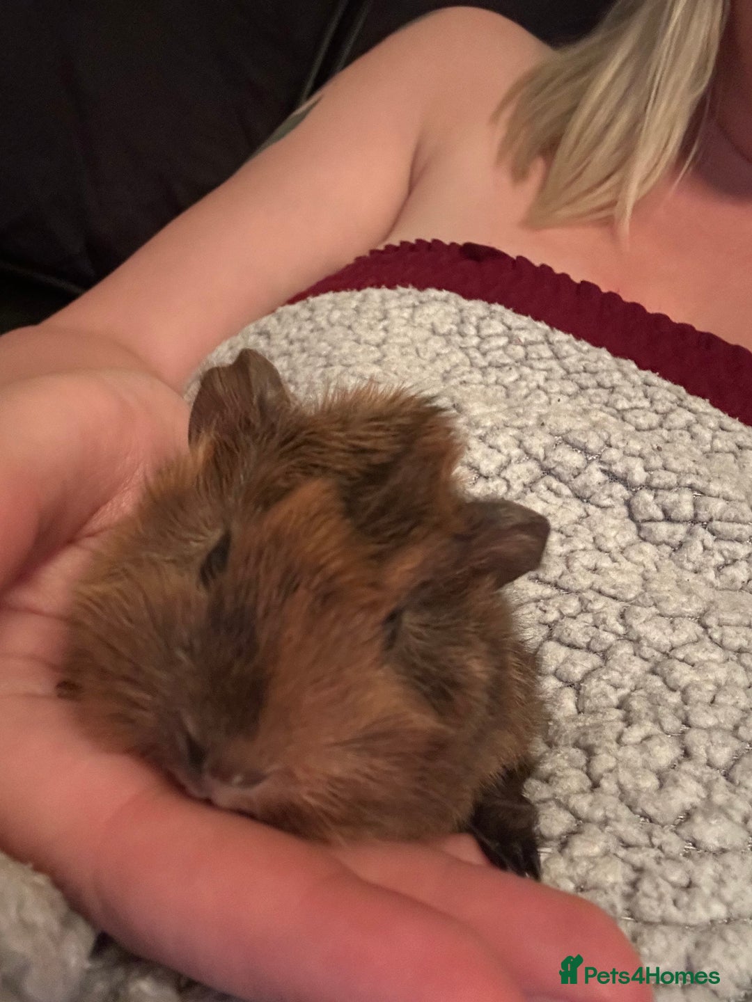 Guinea Pig rodents for sale: One female guinea pig  - Image 4