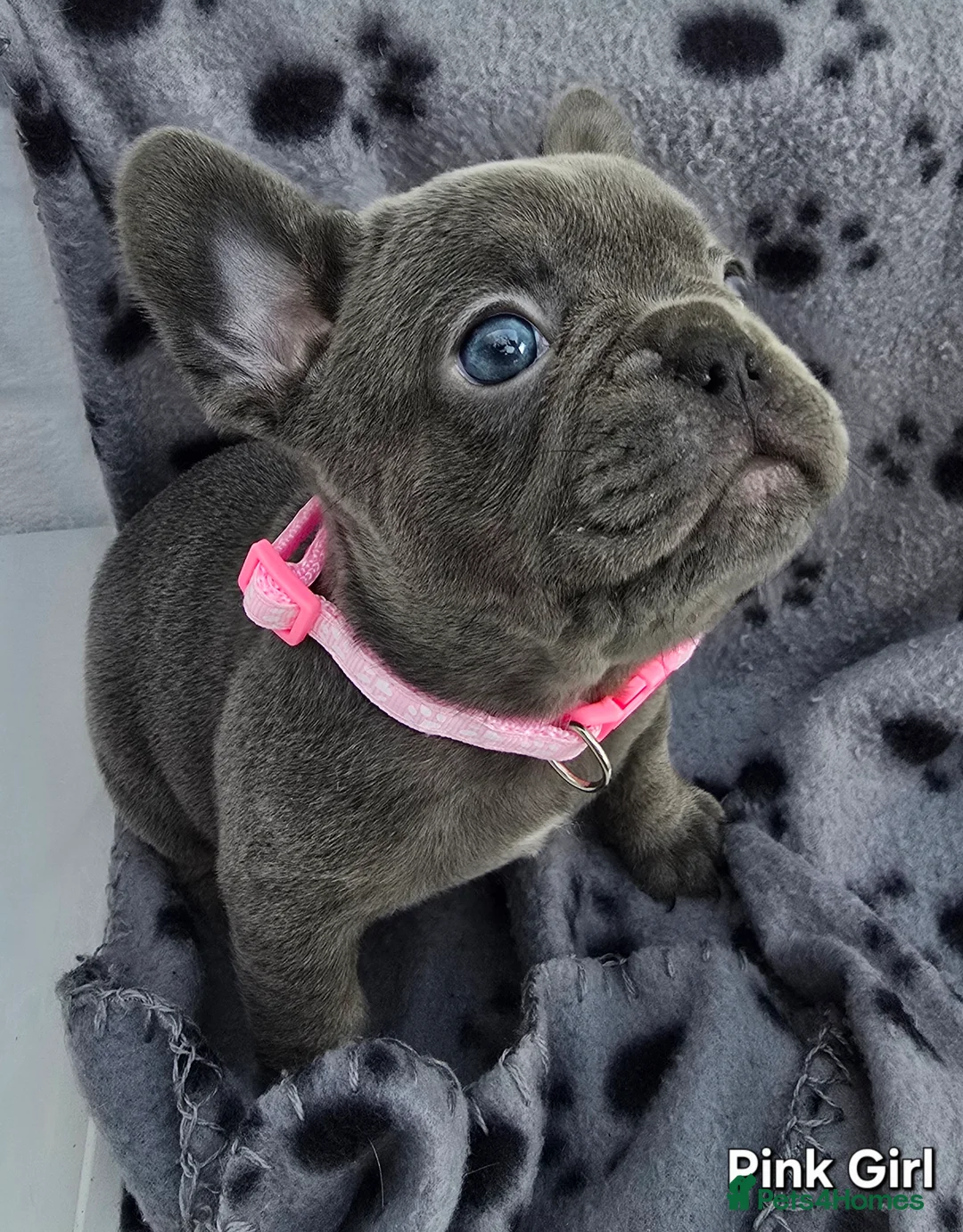 French Bulldog dogs for sale: Stunning Blue French Bulldog Puppies - Advert 2
