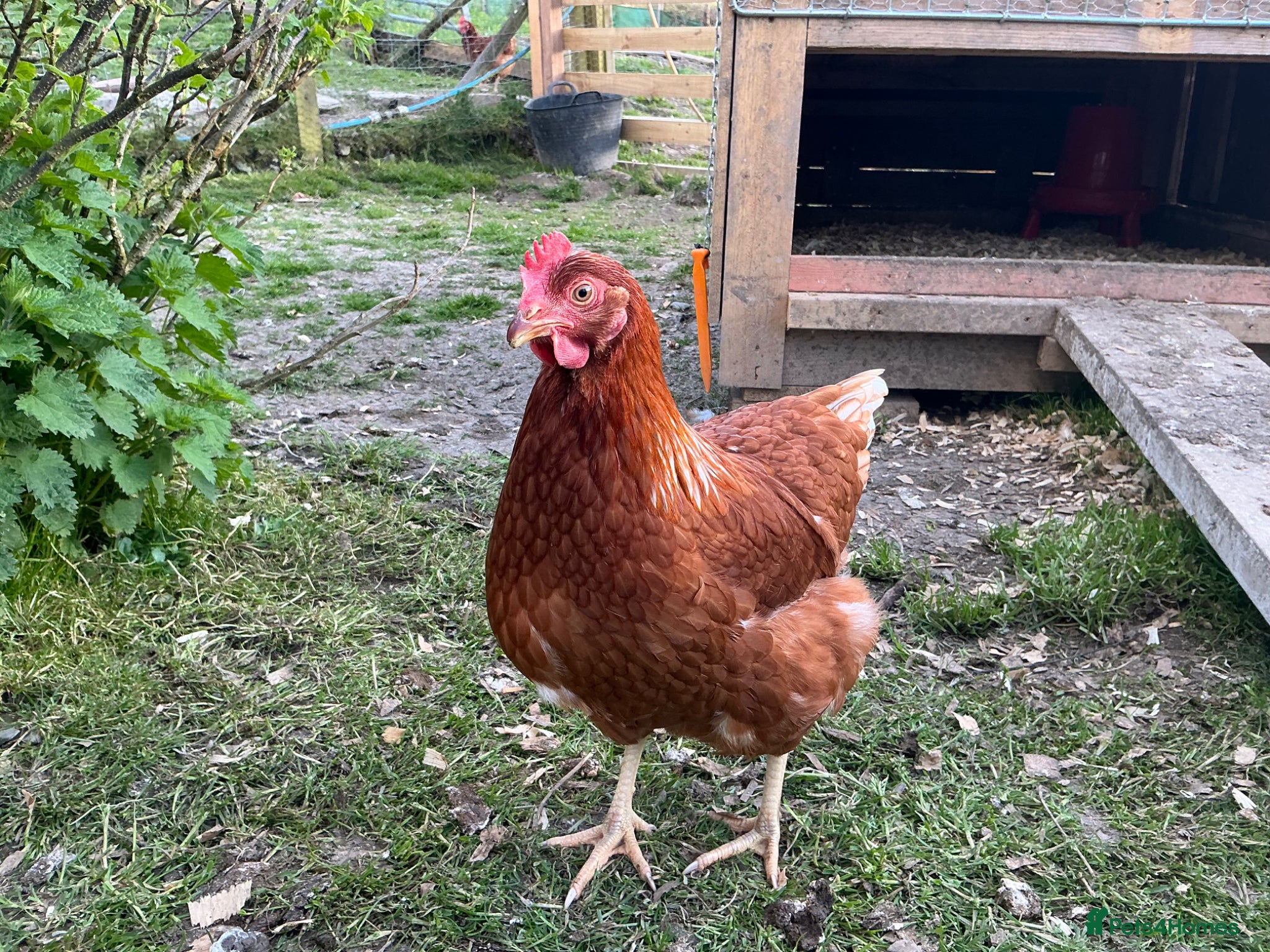 Chickens poultry Warren Pullets - Advert 1