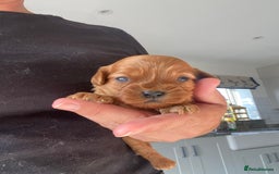 Cavapoo dogs for sale: Beautiful Tiny Cavapoos  - Image 27