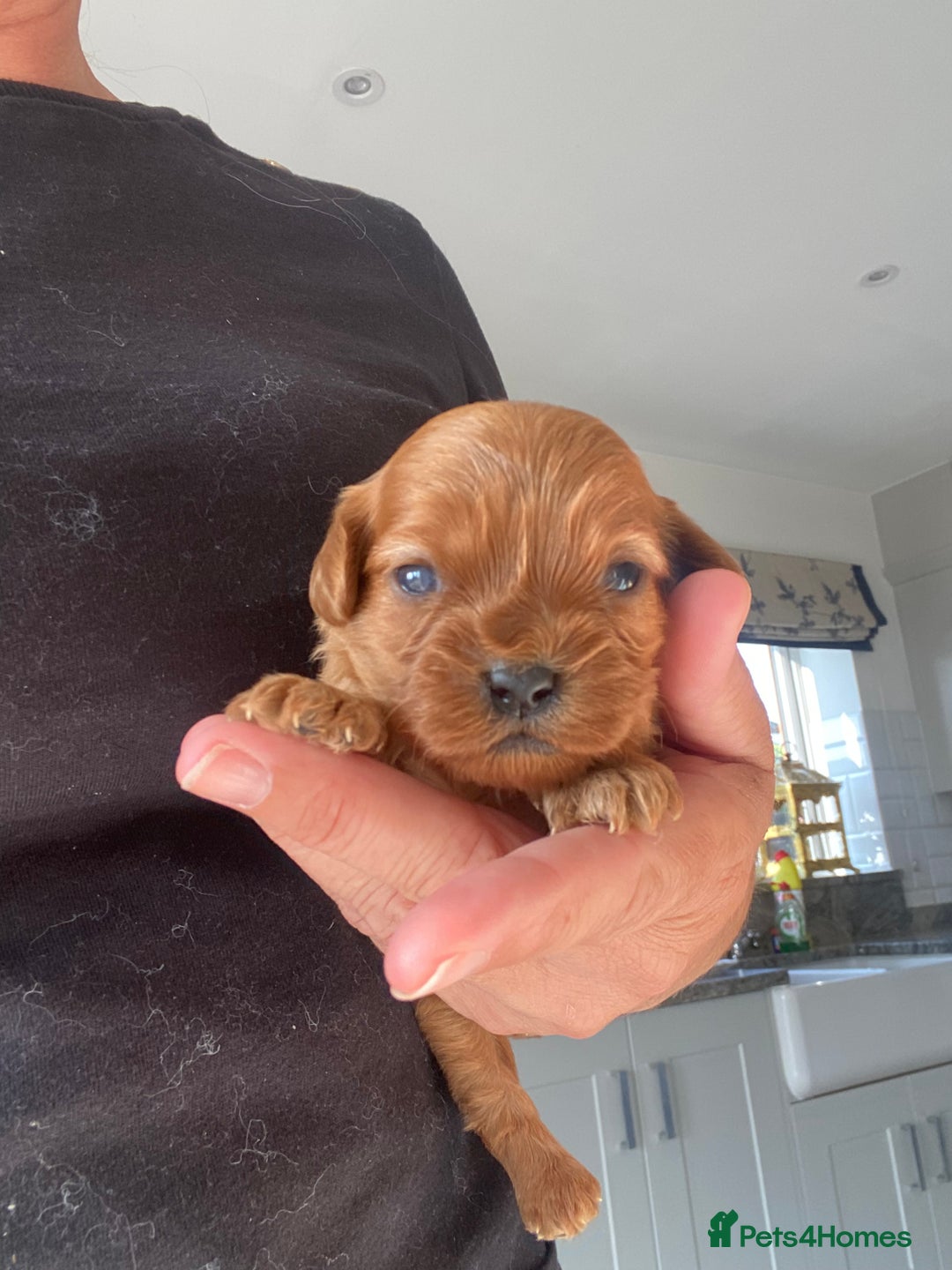 Cavapoo dogs for sale: Beautiful Tiny Cavapoos  - Image 27