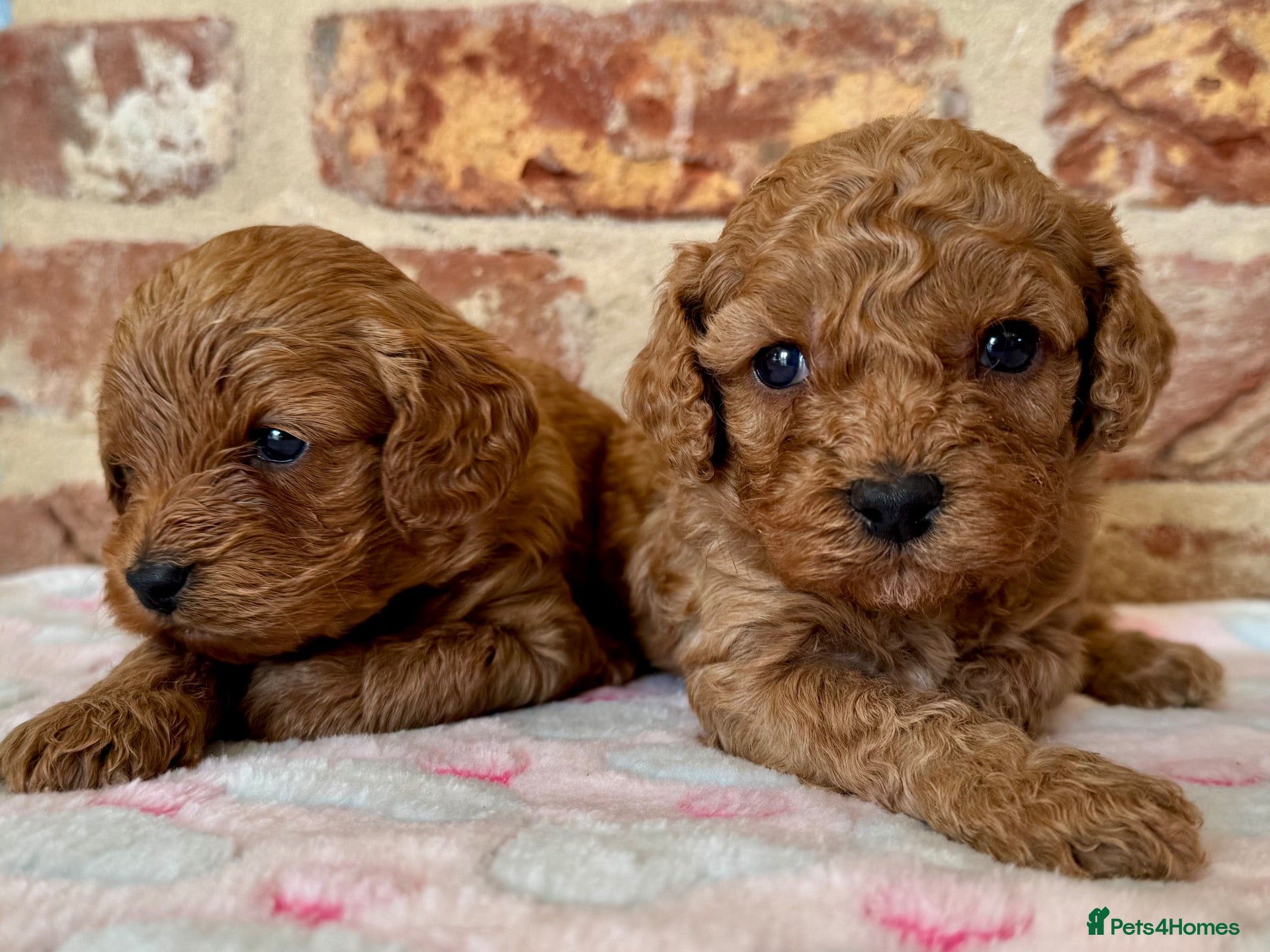 Cavapoo dogs F1b Cavapoo females 🩷🧡 - Advert 1