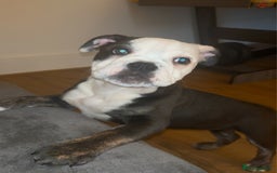 Olde English Bulldogge dogs for sale: Olde English bulldogs - Image 5