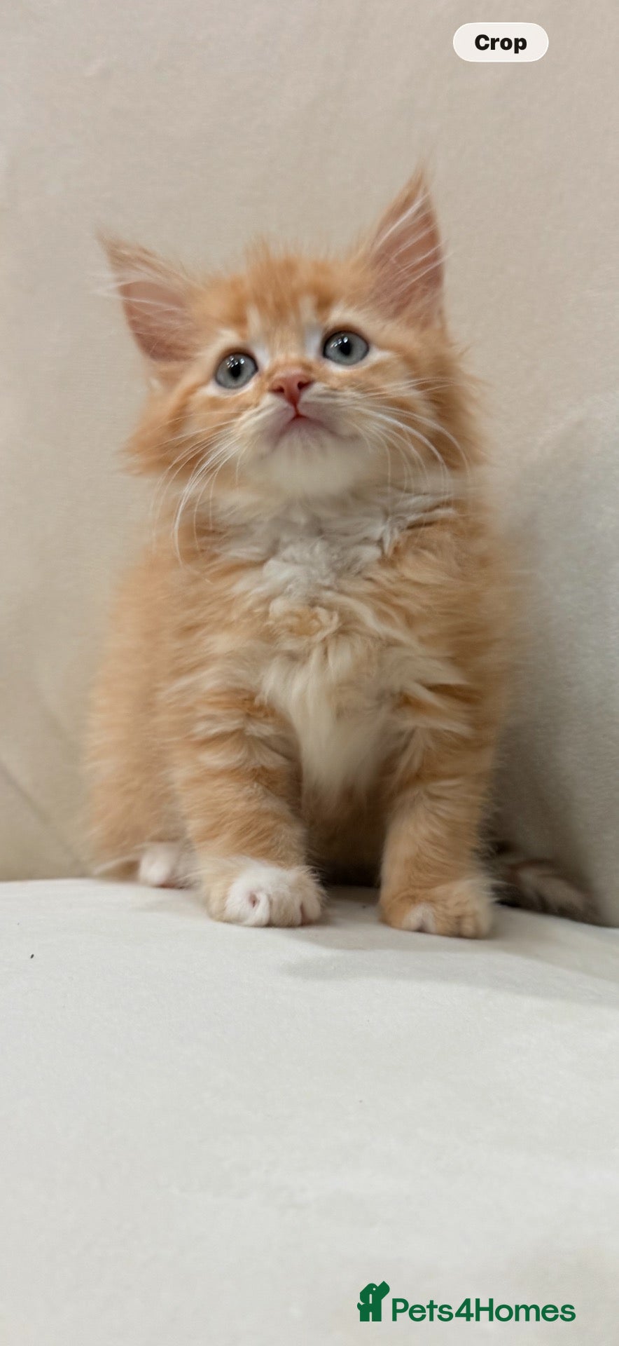 Maine Coon cats 🧡fluffy Ginger Maine Coon ready for a loving home - Advert 5