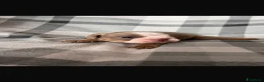 English Bulldog 2