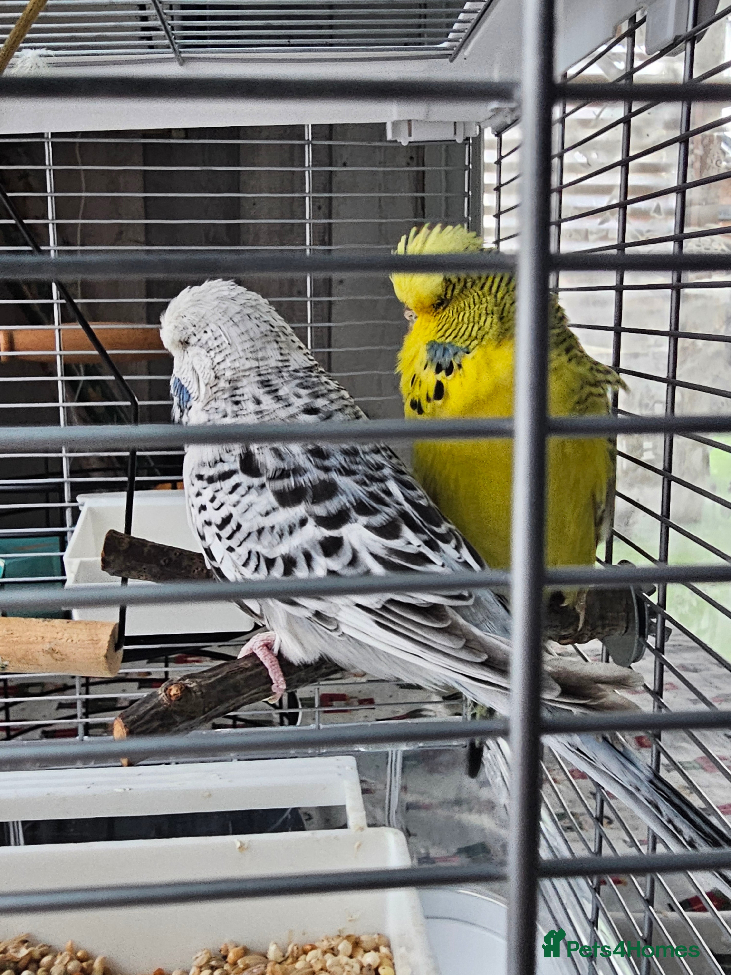 Budgerigars birds 2 budgies with cage  - Advert 1