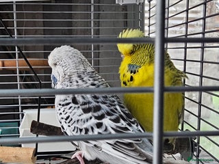 Budgerigars birds 2 budgies with cage - Advert 1