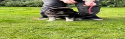 German Shepherd dogs for sale: Ready now reduced further  to sell Kcreg GSD pups - Advert 16
