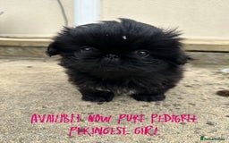 Pekingese dogs for sale: LAST PEKINGESE GIRL AVAILABLE FULLY VACCINATED - Image 14