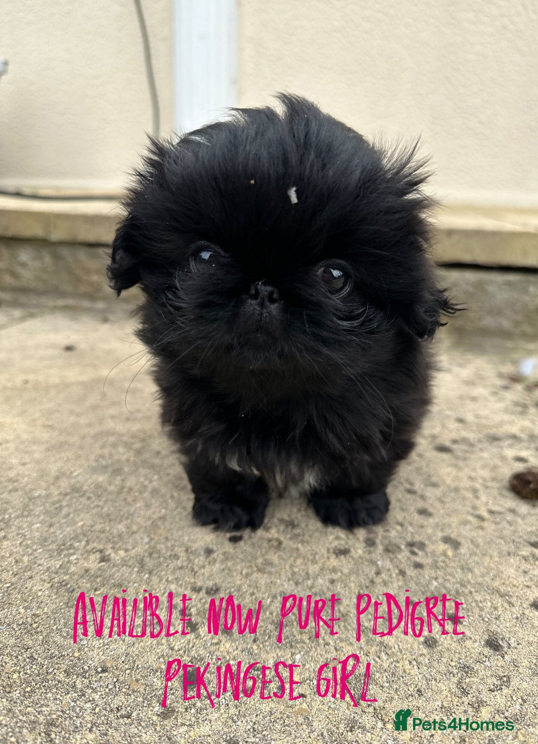 Pekingese dogs for sale: LAST PEKINGESE GIRL AVAILABLE FULLY VACCINATED - Image 14