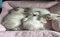 Ragdoll cats for sale: Pure Ragdoll Kitten - Image 12