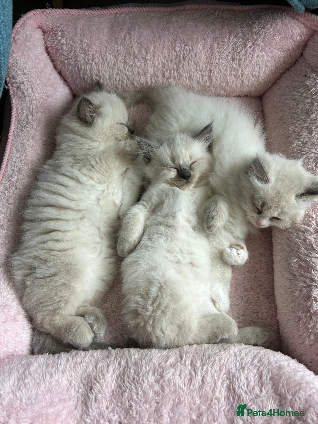 Ragdoll cats for sale: Pure Ragdoll Kitten - Image 12