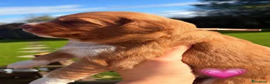 Nova Scotia Duck Tolling Retriever 5