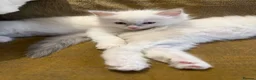 Ragdoll cats for sale: GCCF registered champion sired Ragdoll kitrens - Advert 15