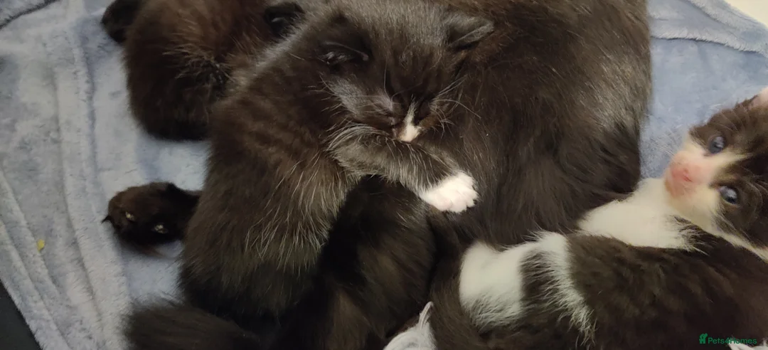 Mixed Breed cats for sale: Three Black and White Kittens - Advert 7