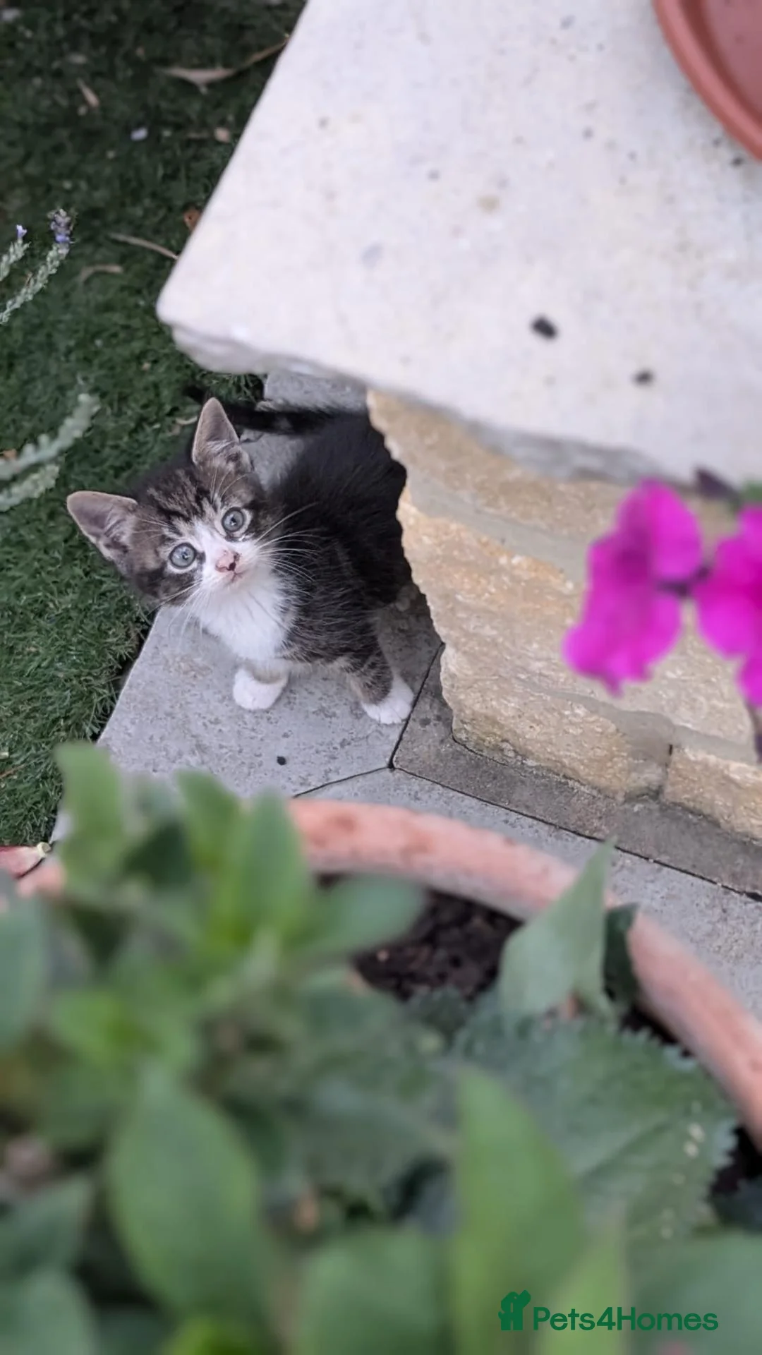 British Shorthair cats for sale: Beatiful grey and white kitten in Chippenham - Advert 2