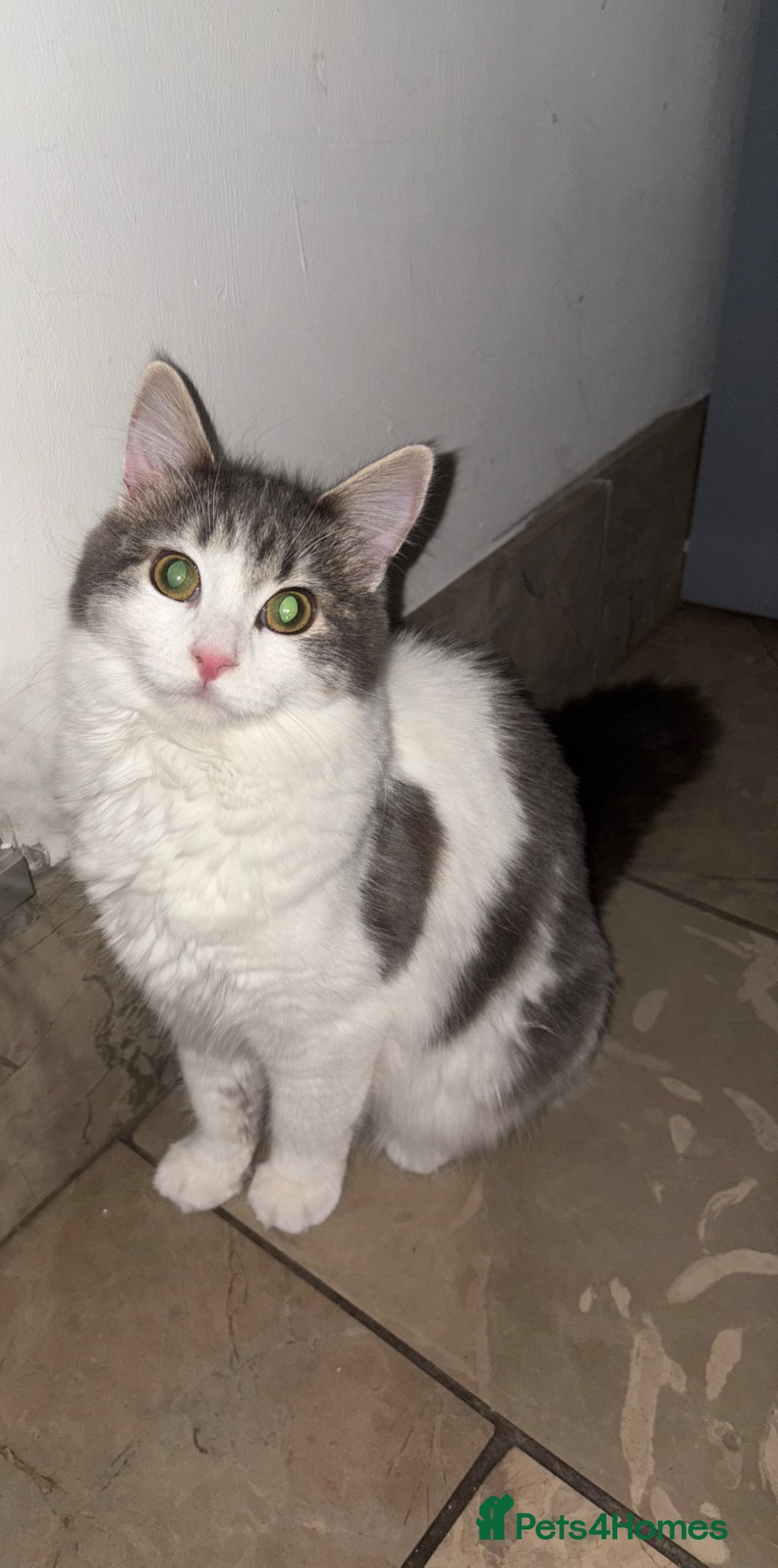 Mixed Breed cats 9 Month Old Female Kitten  - Advert 1