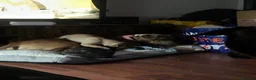 Mixed Breed dogs for sale: 2 beautiful girls left  - Advert 22