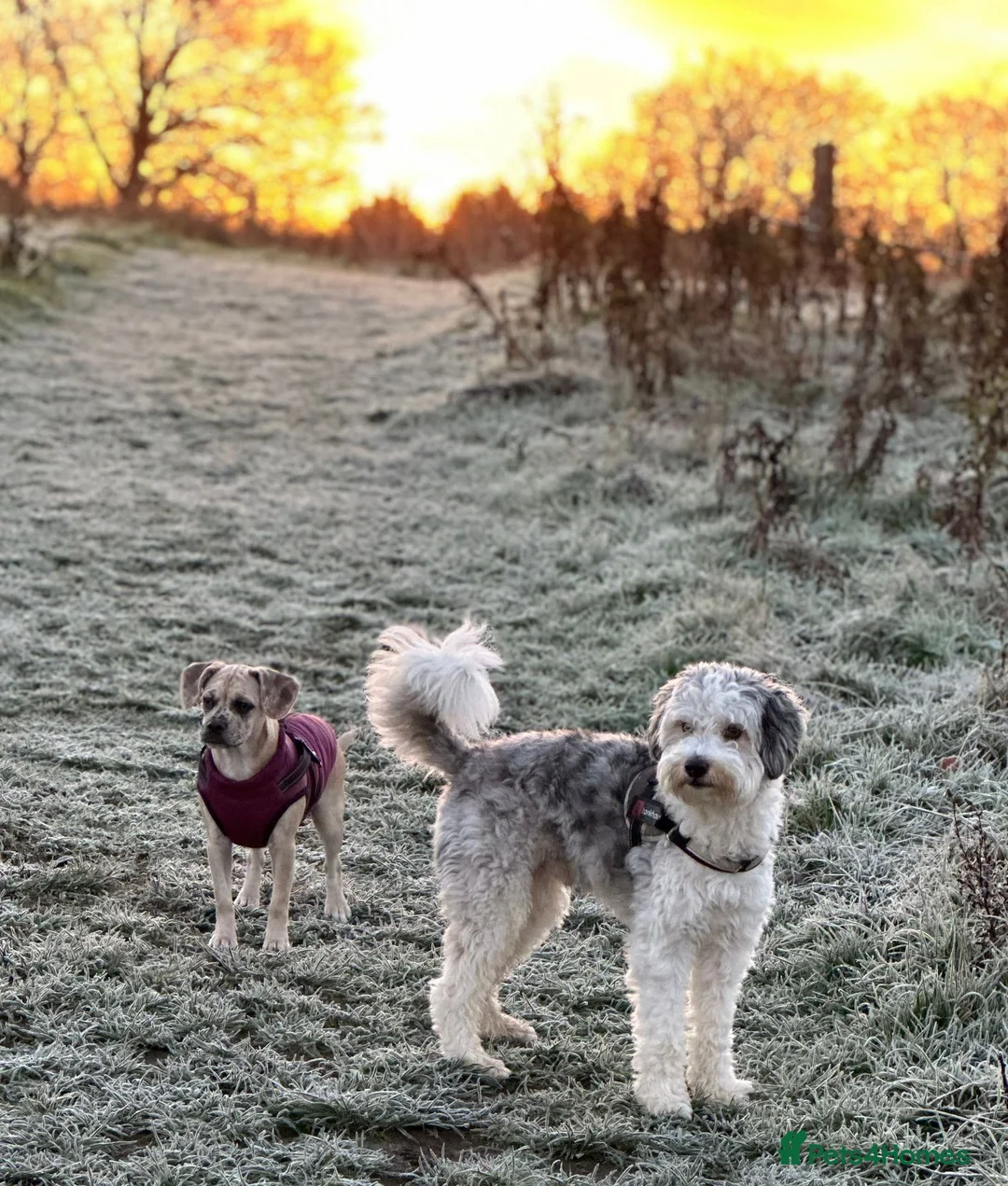 Mixed Breed dogs for stud: Poodle X Border Collie Stud - Advert 2