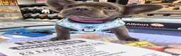 French Bulldog dogs for sale: 🐾 BEAUTIFUL KC REG FLUFFY GIRL 🐾  - Advert 2