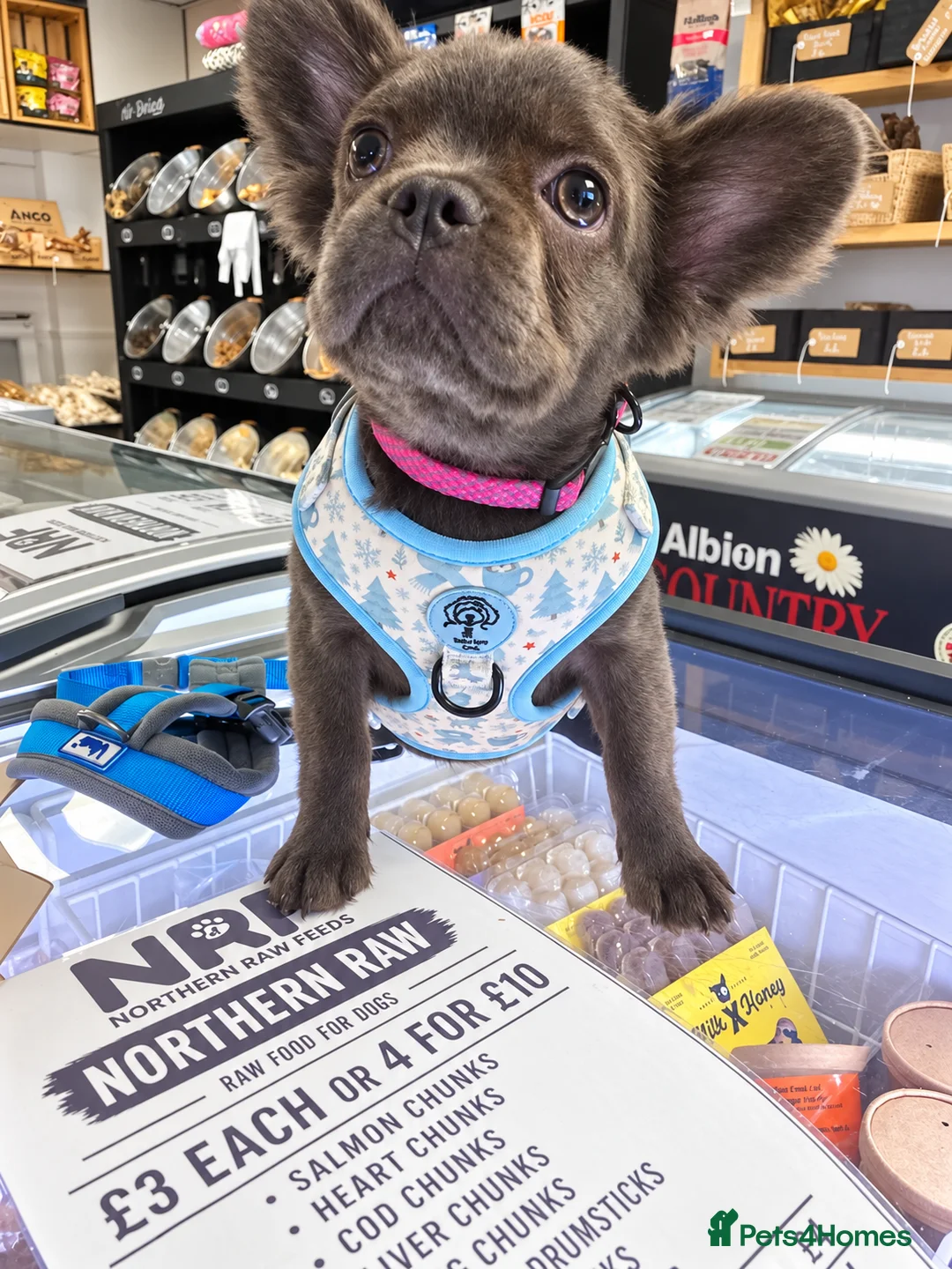 French Bulldog dogs for sale: 🐾 BEAUTIFUL KC REG FLUFFY GIRL 🐾  - Advert 2