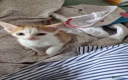 Domestic Shorthair cats for sale: READY TO GO  - Image 4