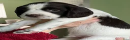 English Springer Spaniel dogs for sale: English Springer Spaniel Puppies in Basingstoke - Advert 6