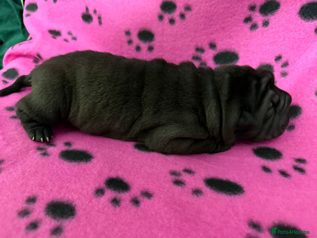 Shar Pei dogs for sale: Beautiful pure shar pei puppies - Advert 15