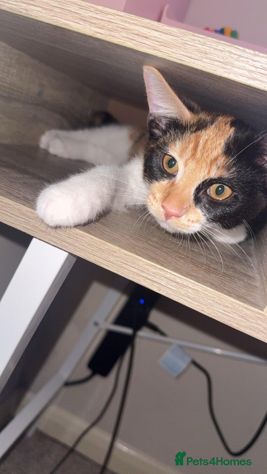 British Shorthair cats for sale: Shorthair tabby - Image 4