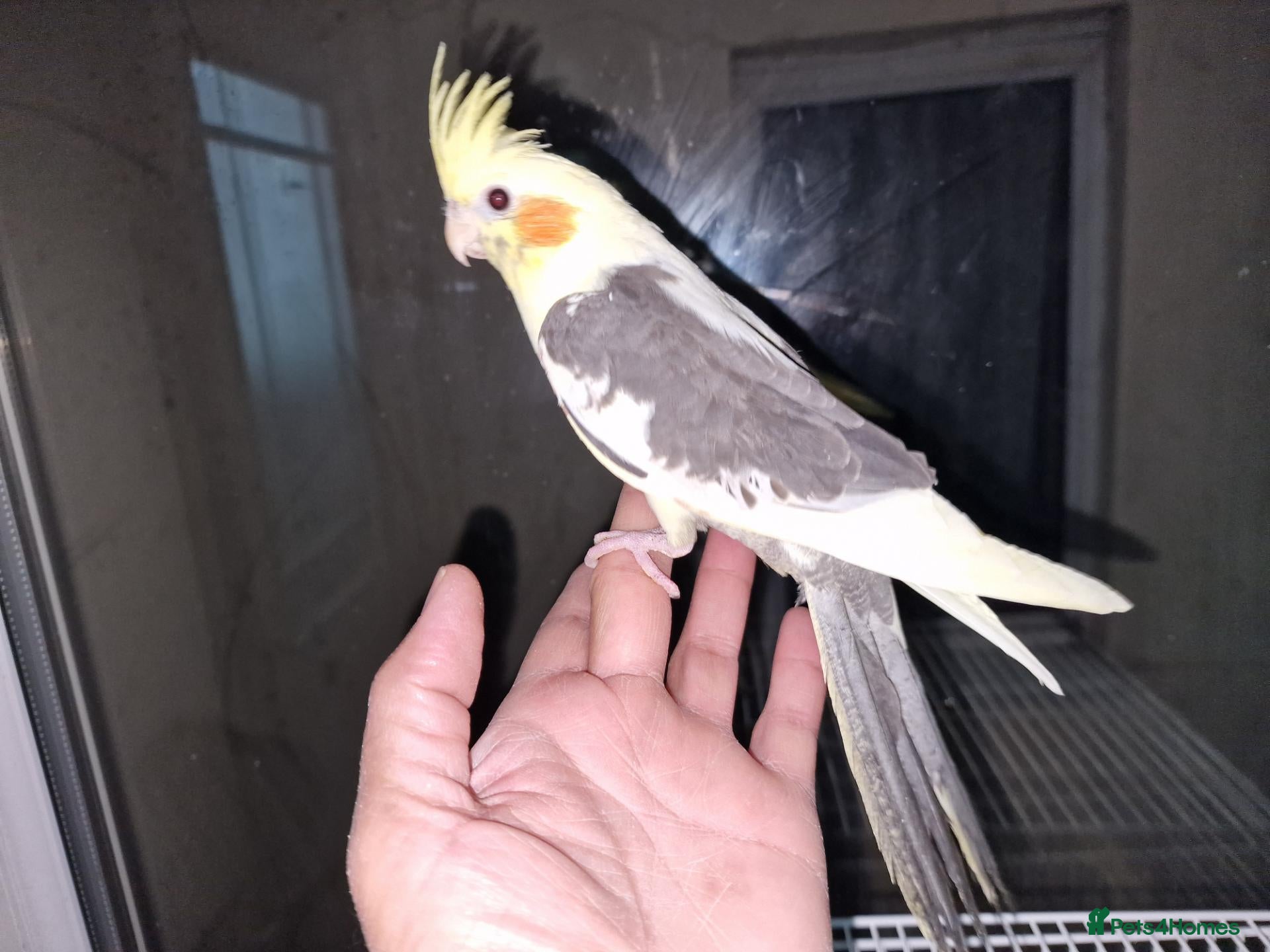 Cockatiels birds for sale: Hand tamed baby cockatiels  - Advert 9