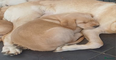 Labrador Retriever dogs - Advert 6