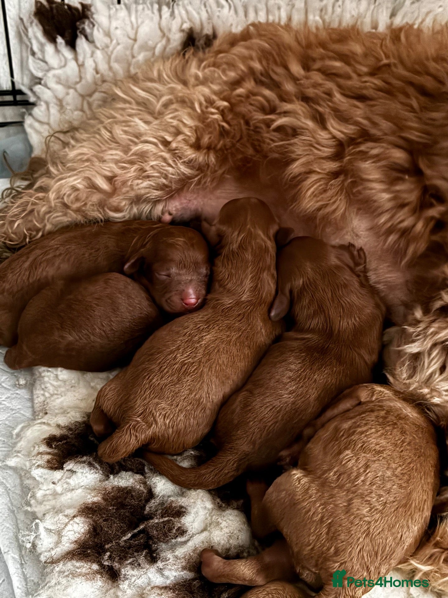 Cavapoo dogs Beautiful Cavapoo F1B Puppies - Advert 2