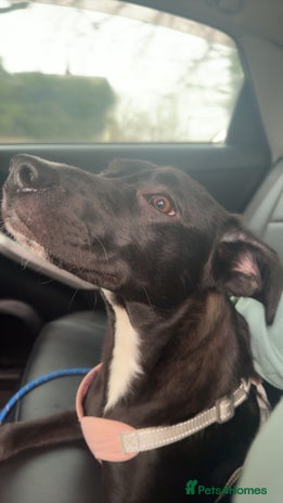 Border Collie dogs - Advert 12