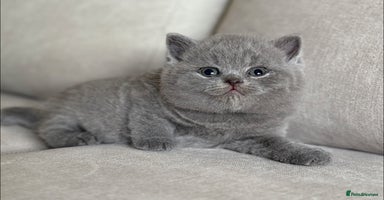 British Shorthair cats - Advert 16