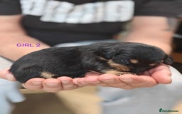 Mixed Breed dogs for sale: Jackweenie puppies - Image 16