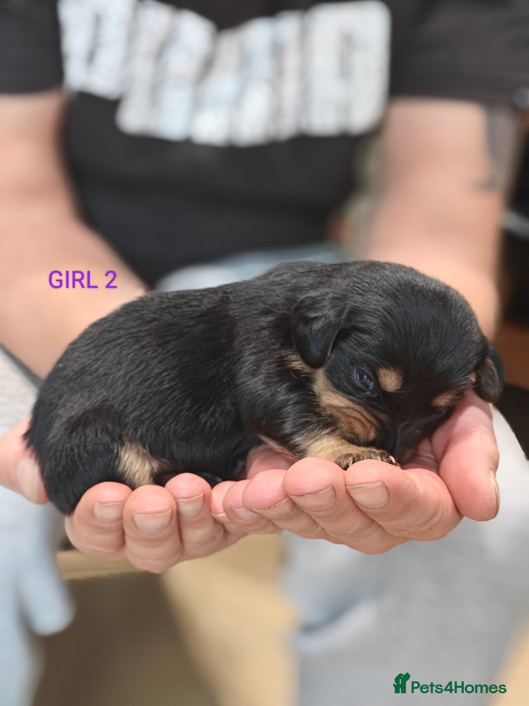 Mixed Breed dogs for sale: Jackweenie puppies - Image 16