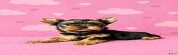 Yorkshire Terrier dogs for sale: Outstanding Show Quality RKC Registered Puppies - Advert 7