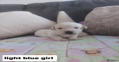 Labradoodle dogs - Advert 3
