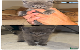 British Shorthair cats for sale: Kittens for sale - Image 1