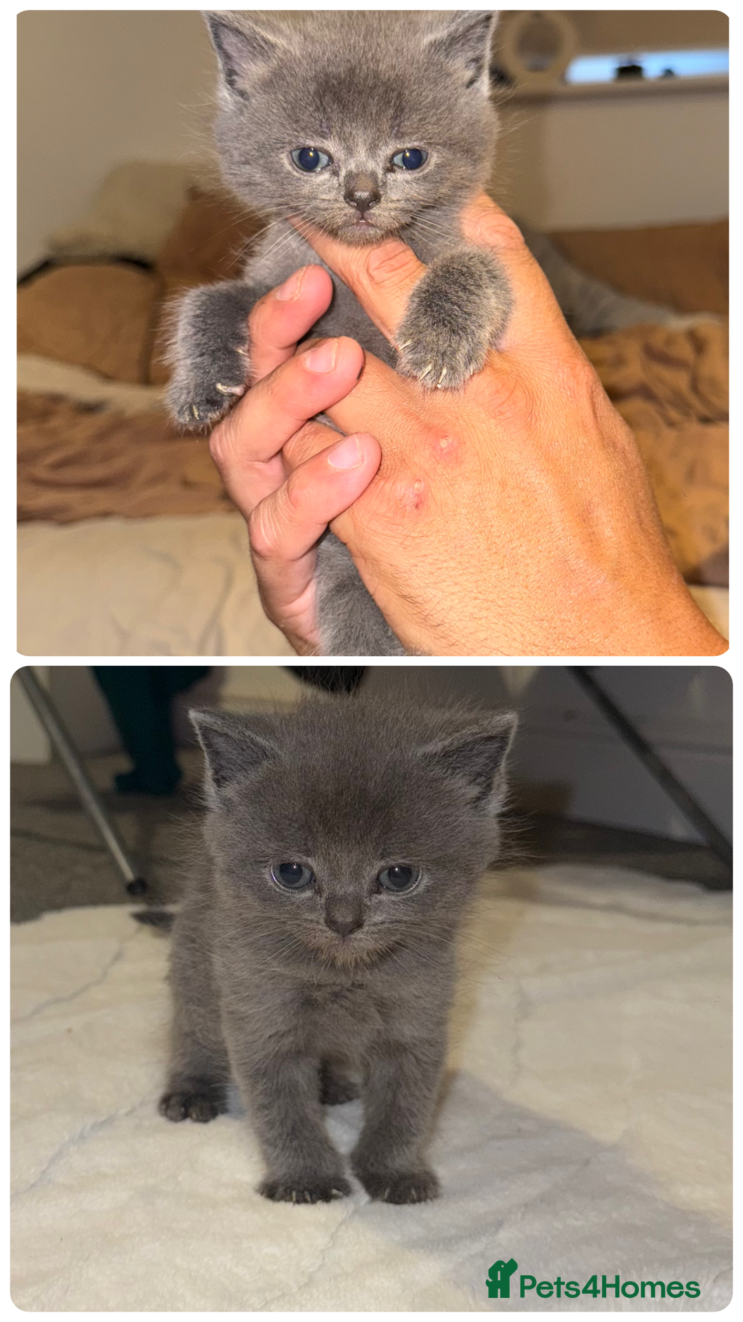 British Shorthair cats for sale: Kittens for sale - Image 1