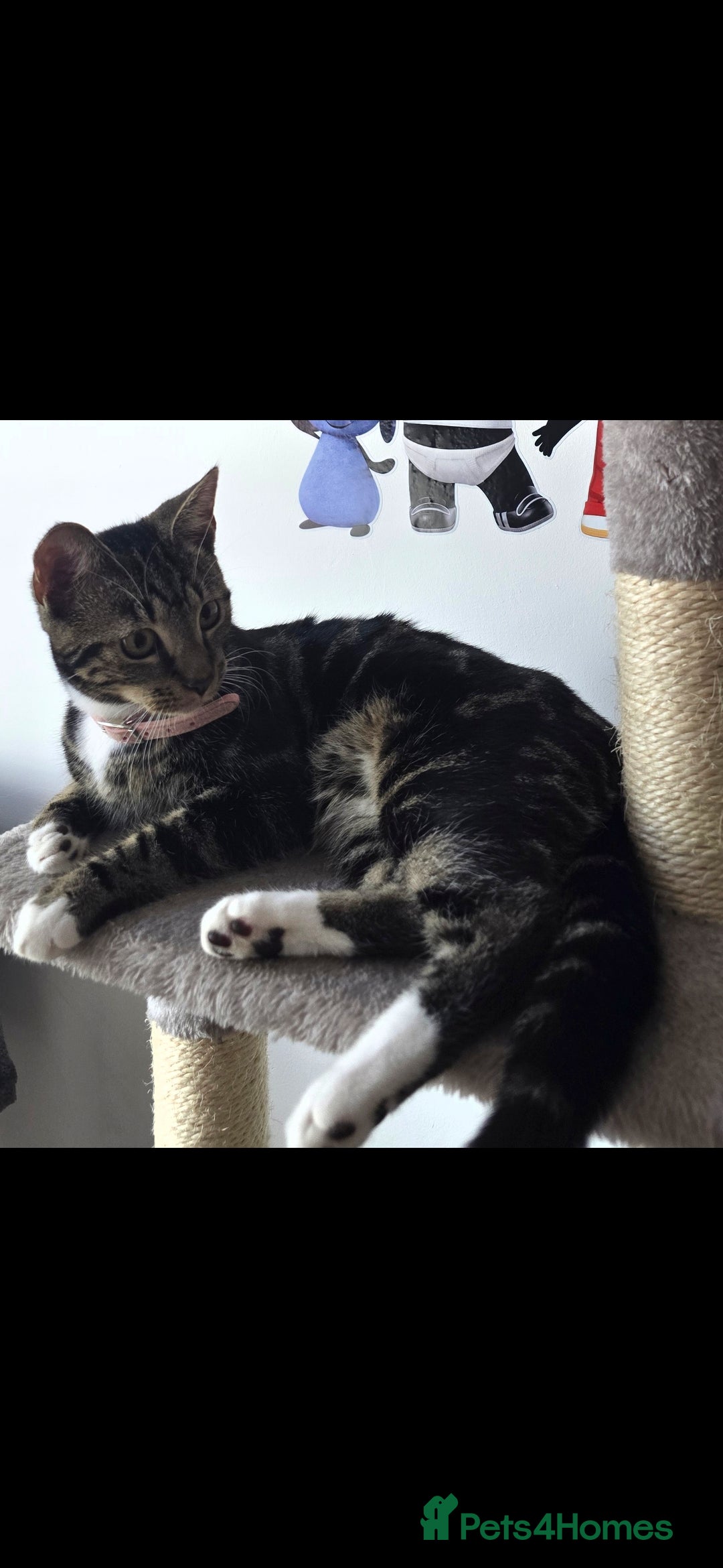 Mixed Breed cats for sale: Female cat tigger  - Advert 1