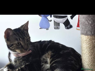 Mixed Breed cats Female cat tigger - Advert 1