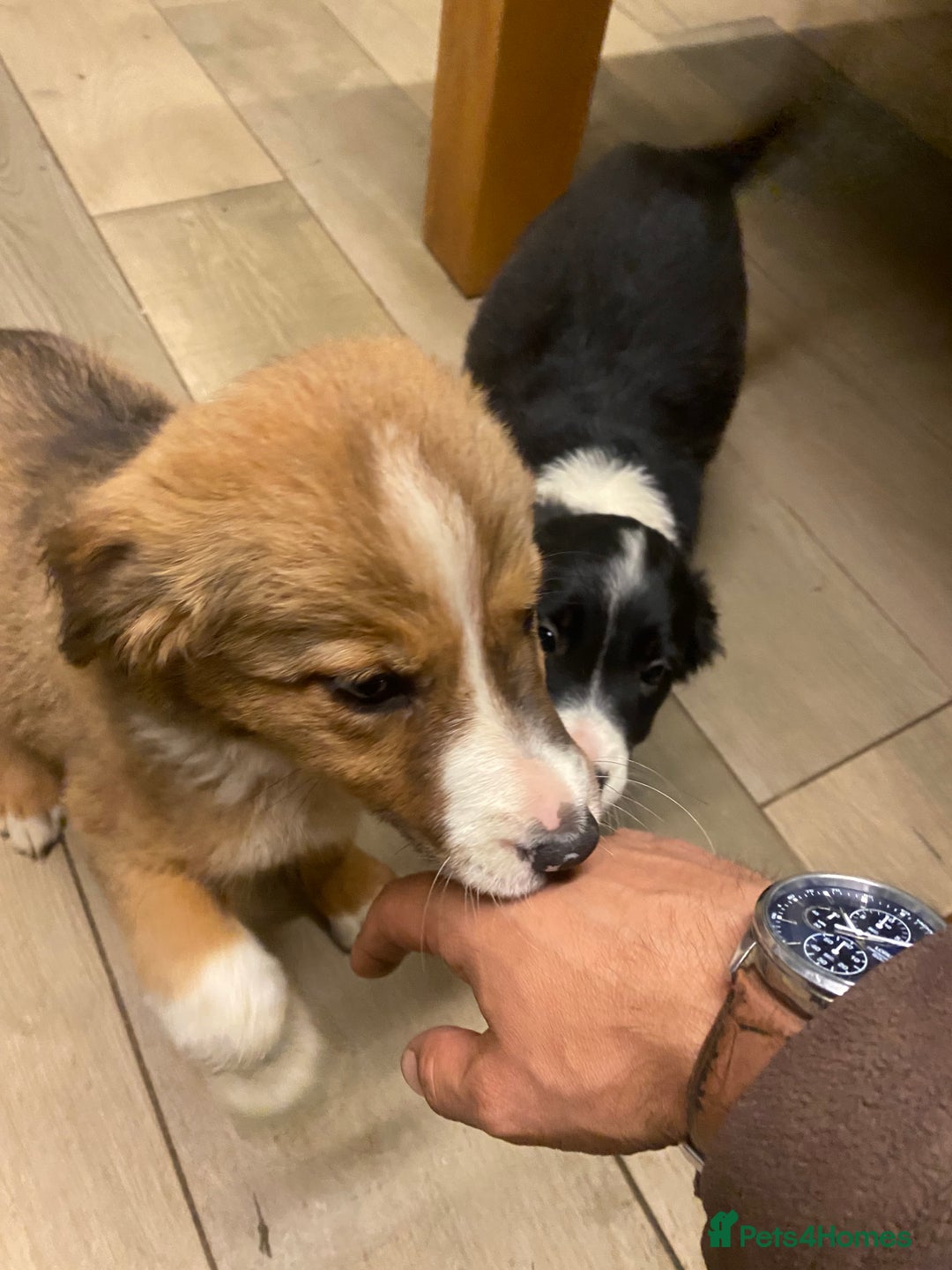 Sprollie dogs for sale: 3/4 border collie 1/4 spaniel puppies - Image 2