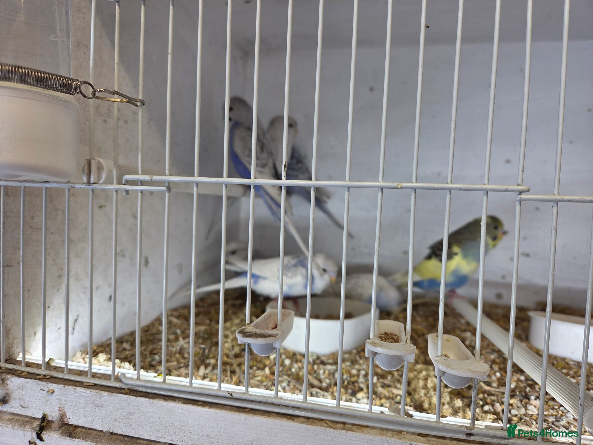 Budgerigars birds  Normal  pieds budgies  - Advert 1
