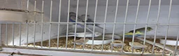Budgerigars birds for sale:  Normal  pieds budgies  in Crook - Advert 1